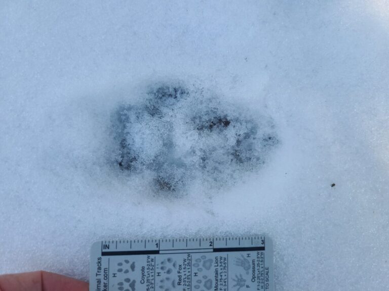 Somewhat melted out track, but not as much as others in this series. Small and bar-like meta pad visible, making somewhat of an "arrowhead" shape.