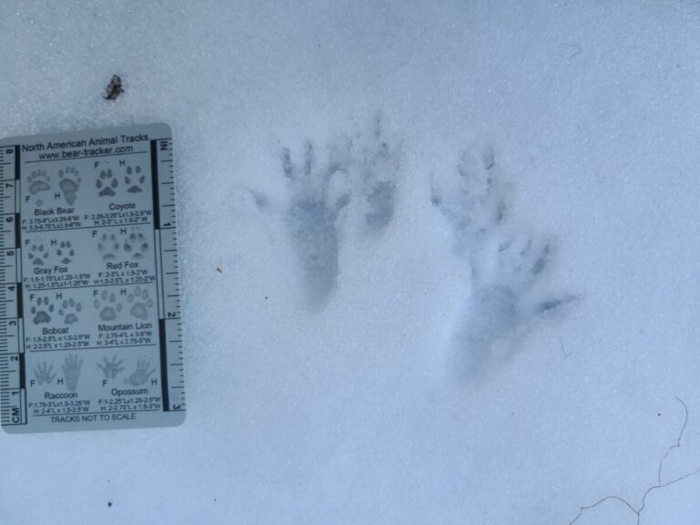 Unusually detailed foot prints of a Douglas's Squirrel that has paused briefly. Four toes can be seen on the smaller front tracks and five on the rears.