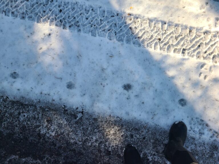 Somewhat melted out tracks in what I think is a direct-register trot.