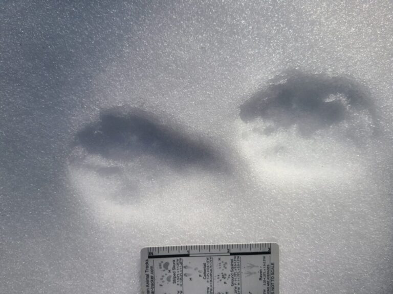 Paired tracks of a Pacific Marten in a 2x2 lope.