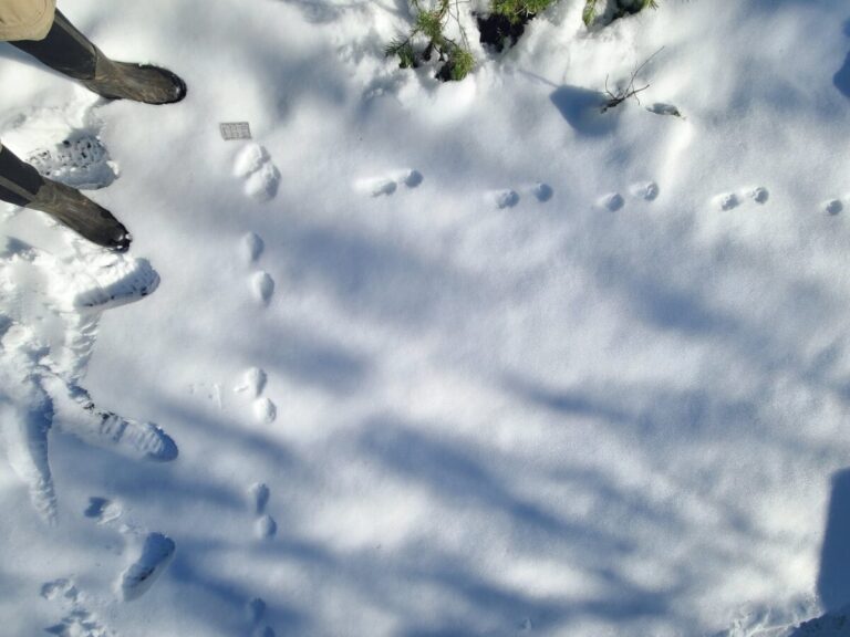 2x2 lope of a Pacific Marten that abruptly changes direction.