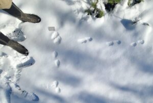 Read more about the article Snow Tracking in the Cascade Mountains of Eastern Douglas County, Oregon