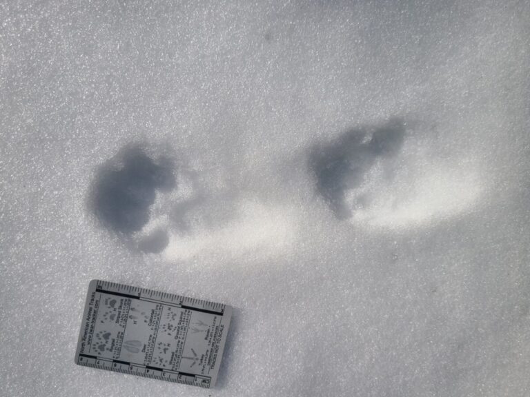 Paired tracks of a Pacific Marten in a 2x2 lope.