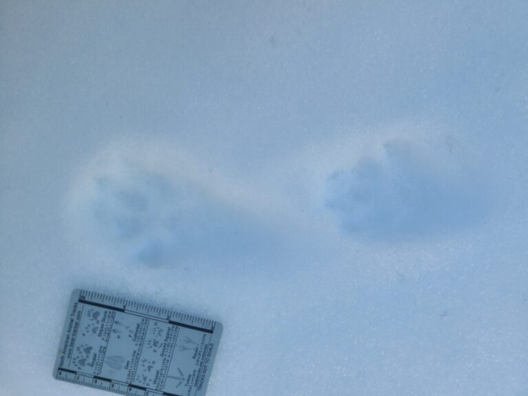 Paired tracks of a Pacific Marten in a 2x2 lope.