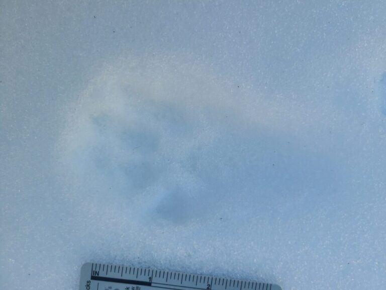 Single Pacific Marten track within a 2x2 lope.