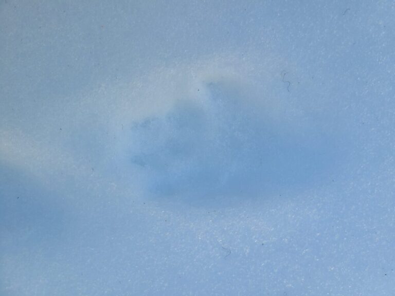 Single Pacific Marten track within a 2x2 lope.