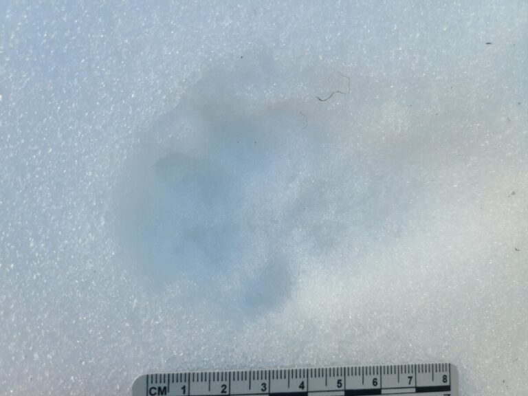 Single Pacific Marten track within a 2x2 lope.