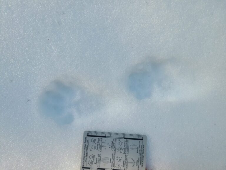 Paired tracks of a Pacific Marten in a 2x2 lope.