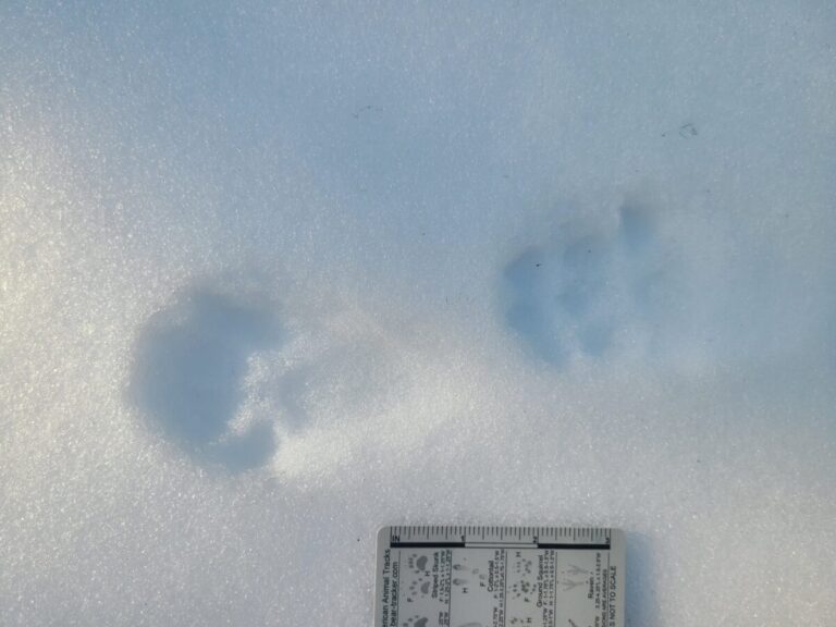 Paired tracks of a Pacific Marten in a 2x2 lope.