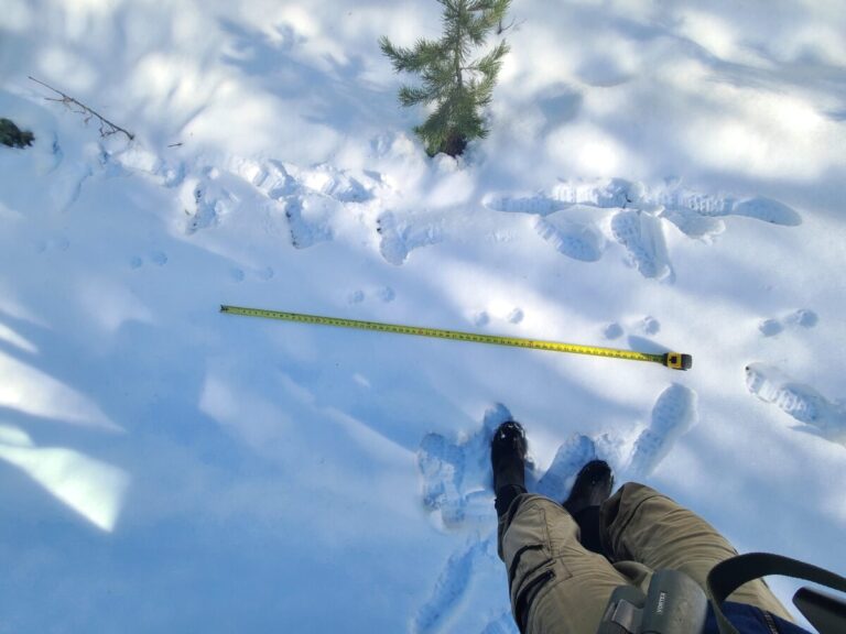 2x2 lope of a Pacific Marten.