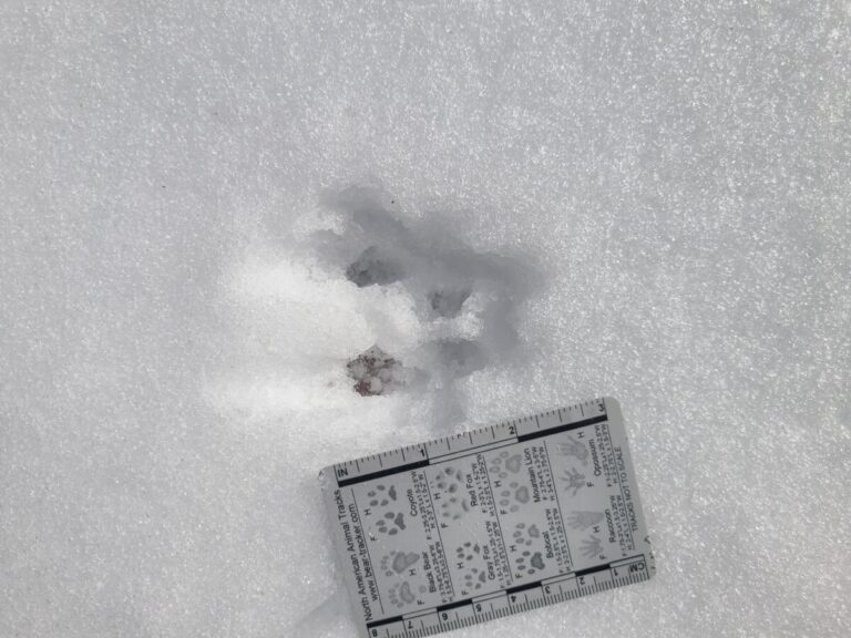 Chipmunk track set with some drag lines from the rear feet as it bounded left.