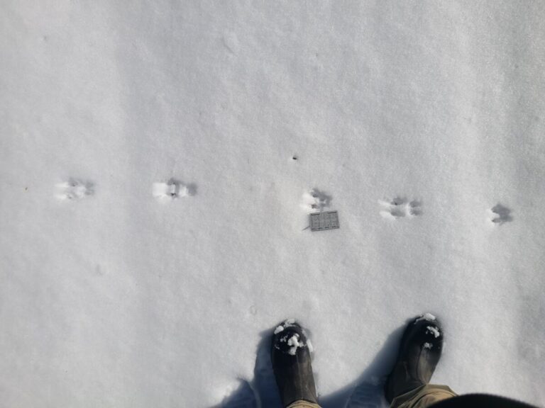 A bounding trail of a chipmunk.