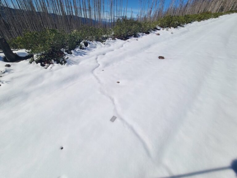A collapsed pocket gopher tunnel. It appeared to me that since the snow layer was relatively shallow the sunshine and dark soil underneath served to weaken the formerly domed tunnel so it slowly sunk into itself.