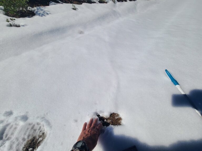 Possible shrew tunnel barely visible on snow surface. Much less apparent than a nearby pocket gopher tunnel.