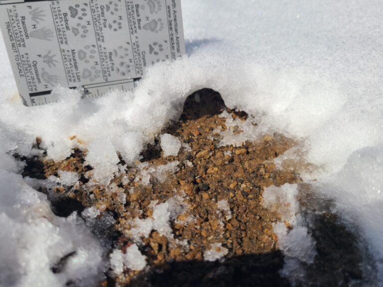 Possible shrew tunnel in snow, approximately 3/4 inch diameter. Snow depth less than two inches.