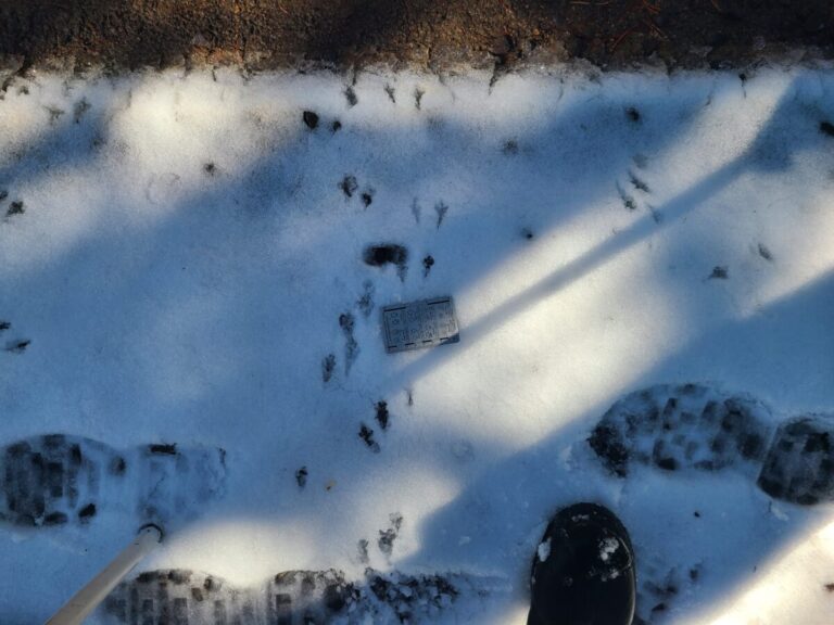 Dark-eyed Junco tracks showing mostly paired feet.