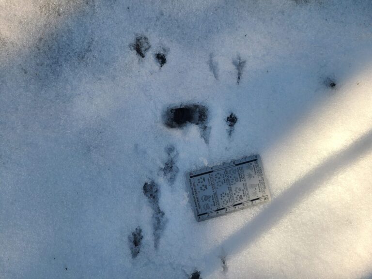 Dark-eyed Junco tracks showing mostly paired feet.