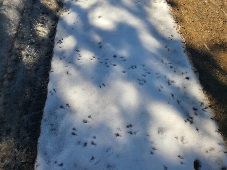 Dark-eyed Junco tracks showing mostly paired feet.