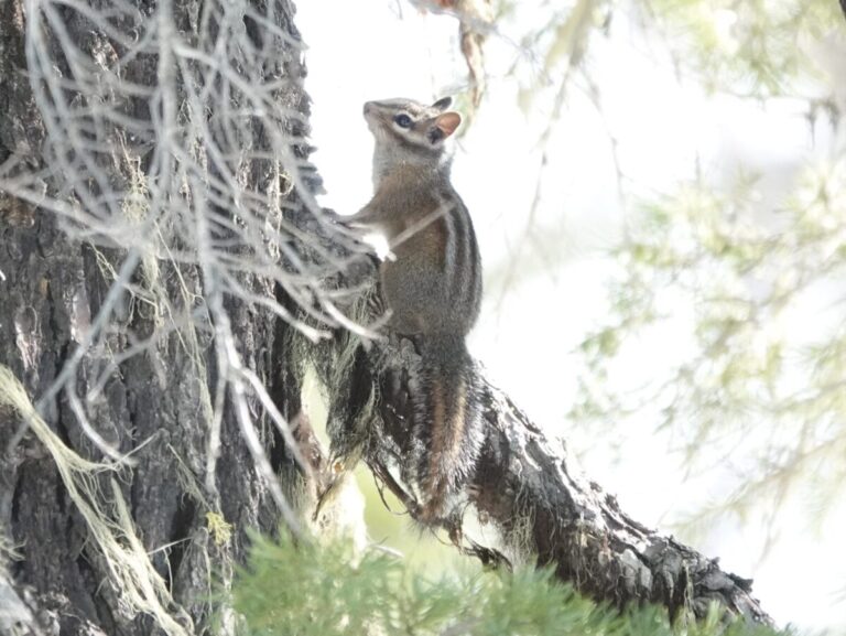 This chipmunk was still "awake" on October 28, 2025. At least four species of chipmunk have been recorded at high elevations of eastern Douglas County and I won't pretend to be able to tell them apart.