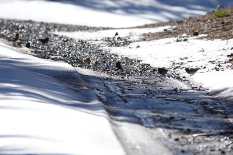 Dark-eyed Juncos drinking from snow melt and foraging in the open ground.