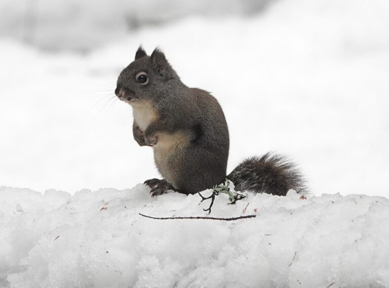 A Douglas's Squirrel checking me out from the top of a log. This one is quite pale underneath which might indicate it is a young one, but they also tend to be less colorful underneath here than in the Coast Range.