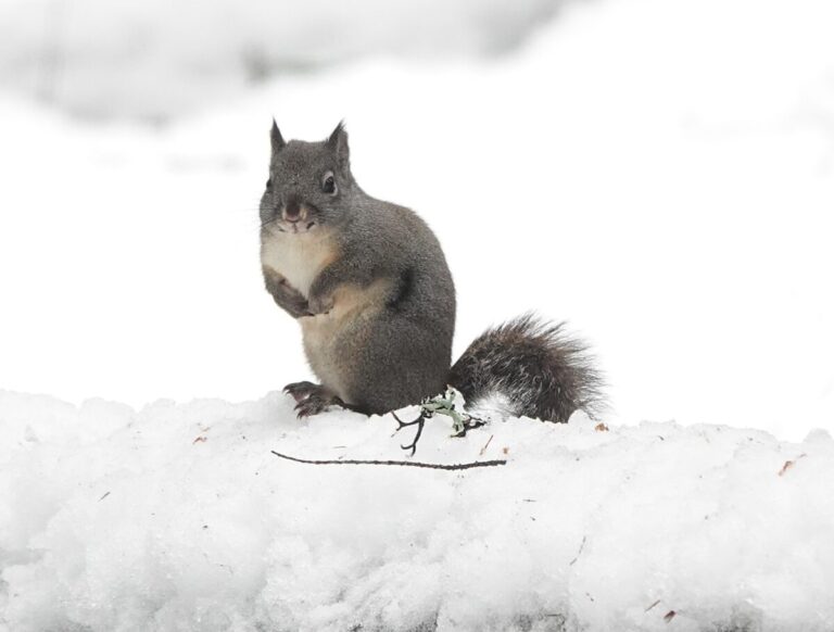 A Douglas's Squirrel checking me out from the top of a log. This one is quite pale underneath which might indicate it is a young one, but they also tend to be less colorful underneath here than in the Coast Range.