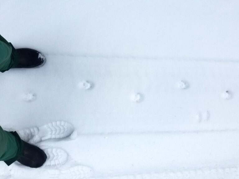 A direct register walk of a Bobcat in snow, walking down a snow-covered road. Note that the trail width is proportionately wider than is usual for fox or coyote. In other words the zigzag in the prints is more pronounced.