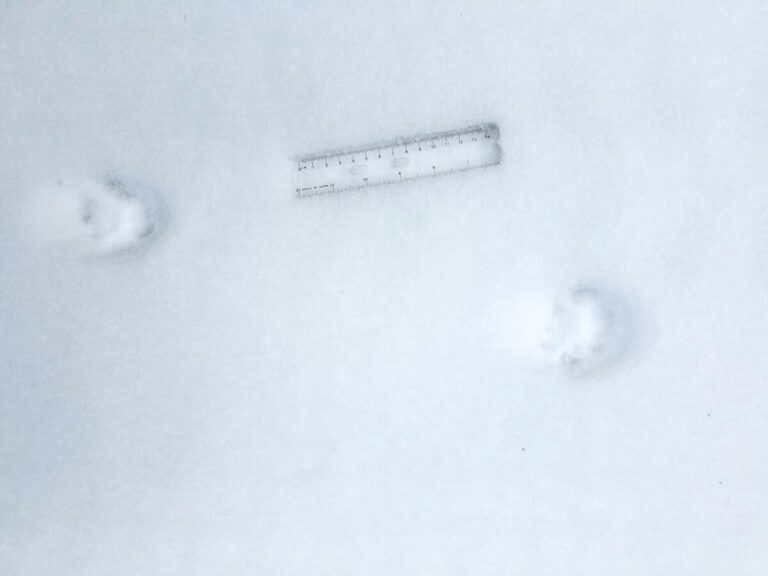 A closeer view of just two prints in the Bobcat trail.