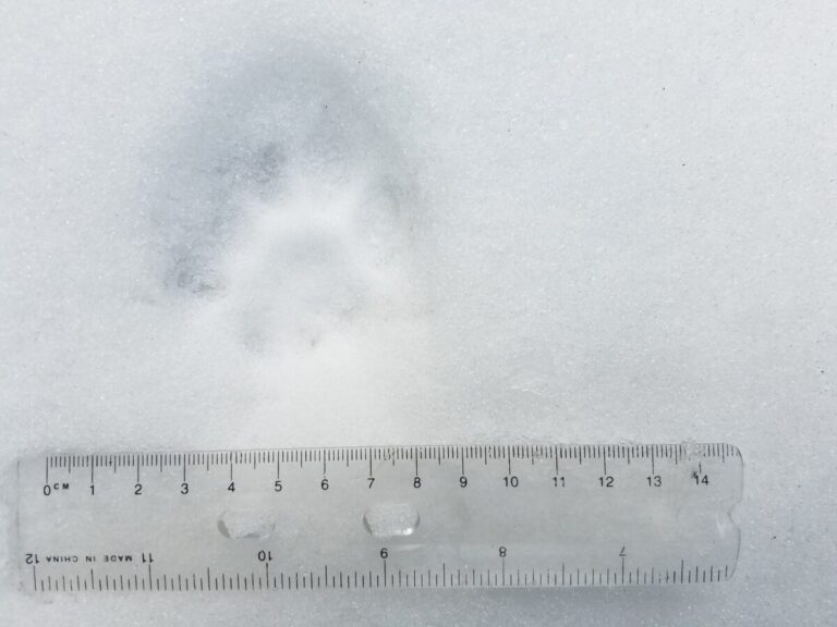 Close up showing a hind over front direct register, making it look as if it has 5 or more toes, which is quite common. Asymmetry and three rear lobes visible.