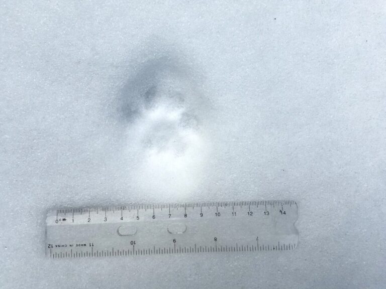 Hind over front track of a Bobcat showing asymmetry and three-lobed back edge of meta pad.