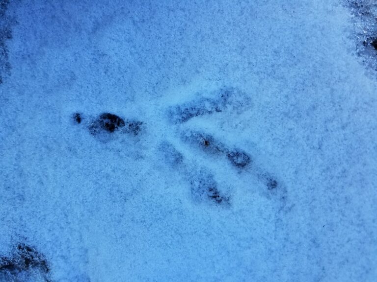 Common Raven track, left. The center toe (toe 3) leans towards the inside.