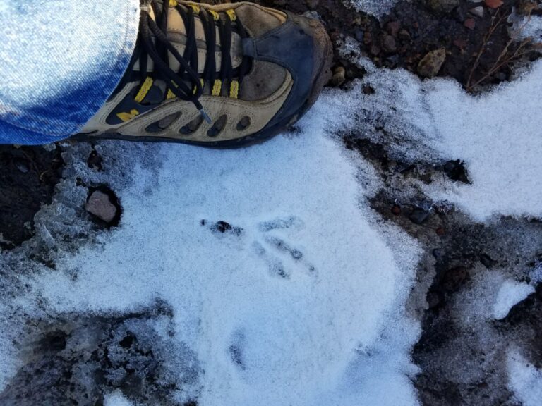 Common Raven track, left. The center toe (toe 3) leans towards the inside.