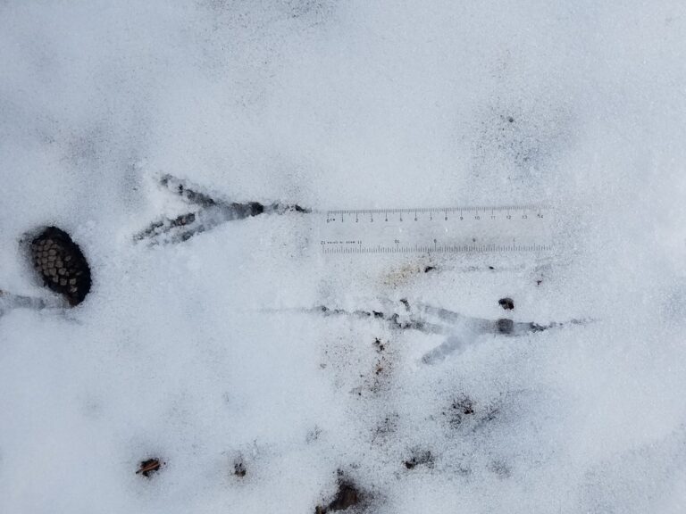 Raven tracks showing traveling left.