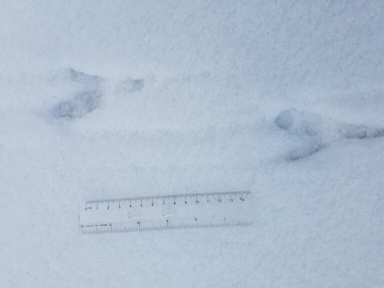 Raven tracks, traveling left. The two toes that are close to each other (toes 2 and 3), in this case look like one fat toe or mitten.