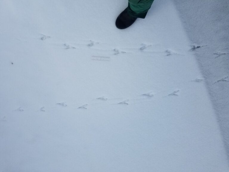 Raven tracks traveling left (top) and right (bottom).