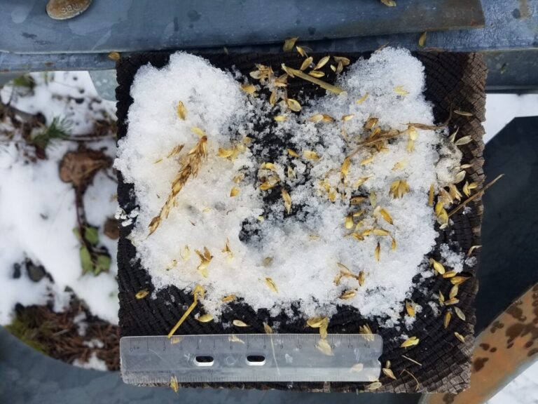A raven perched hear while it processed seedheads from a composition of grass spread nearby for erosion control.