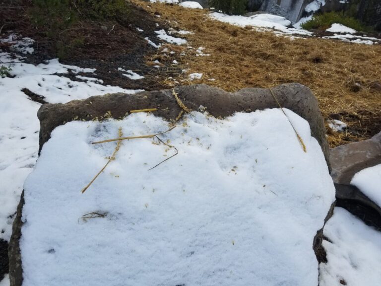 Ravens perched on this rock to process seed heads harvested from the erosion control "hay" seen in the background.