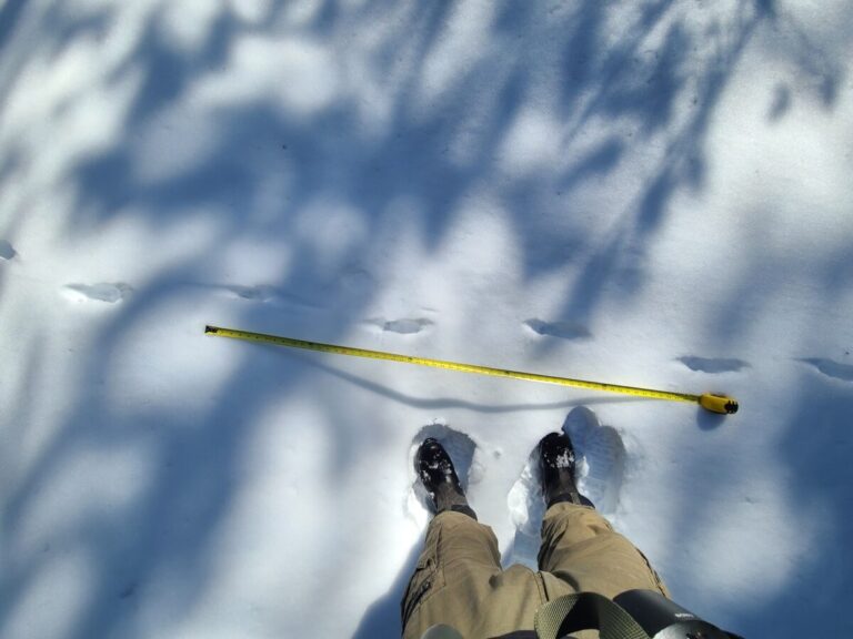 Direct register walk or trot of a Coyote.