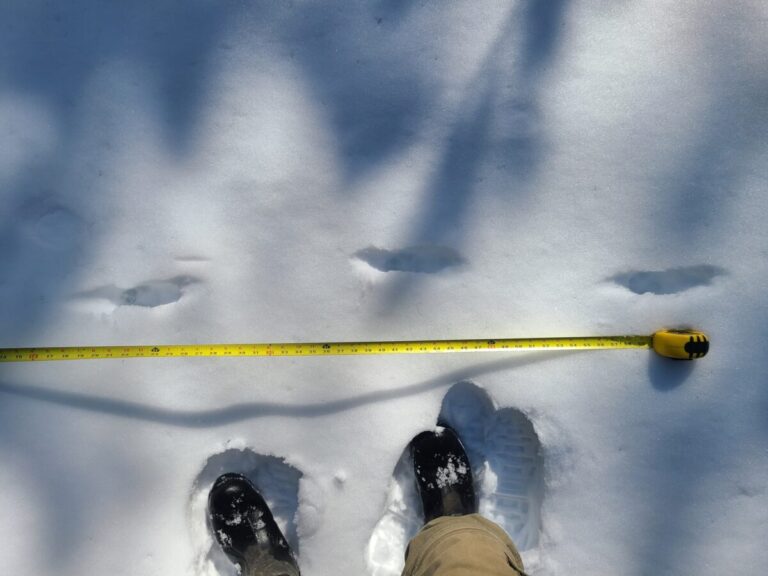 Direct register walk or trot of a Coyote.