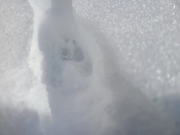 Note clear presentation of toes and claws.