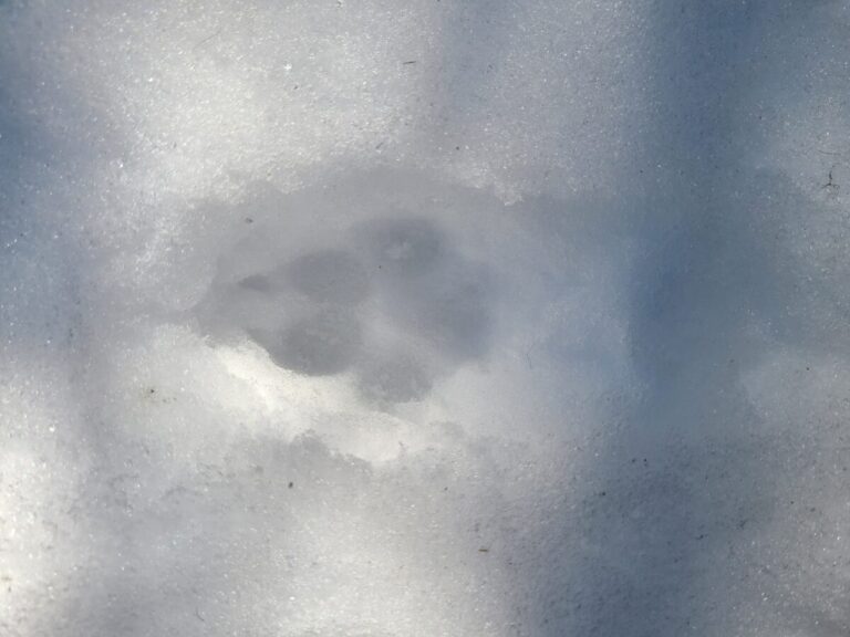 Note clear presentation of toes, claws, and long meta pad.