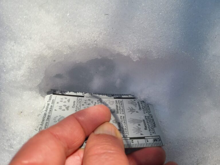 This print is in the overlap zone of about 2.5 inches or a little more.