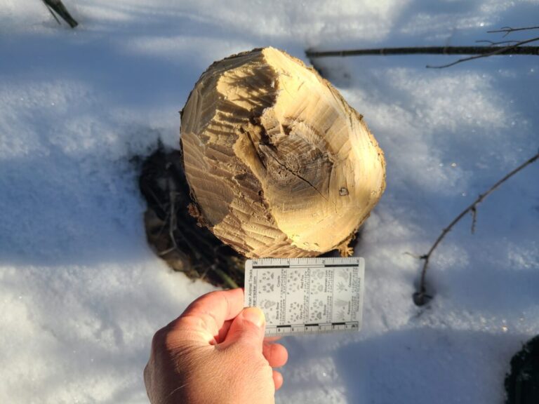 Beaver tree felling work.