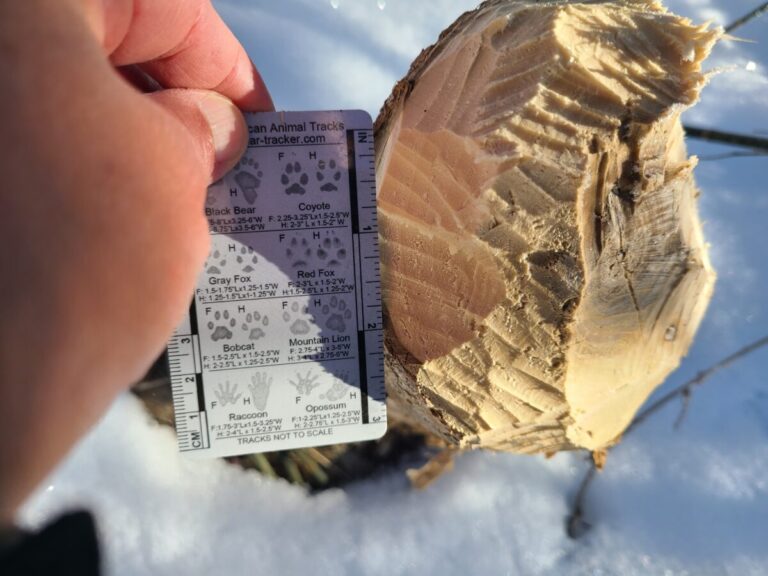 Beaver tree felling work.
