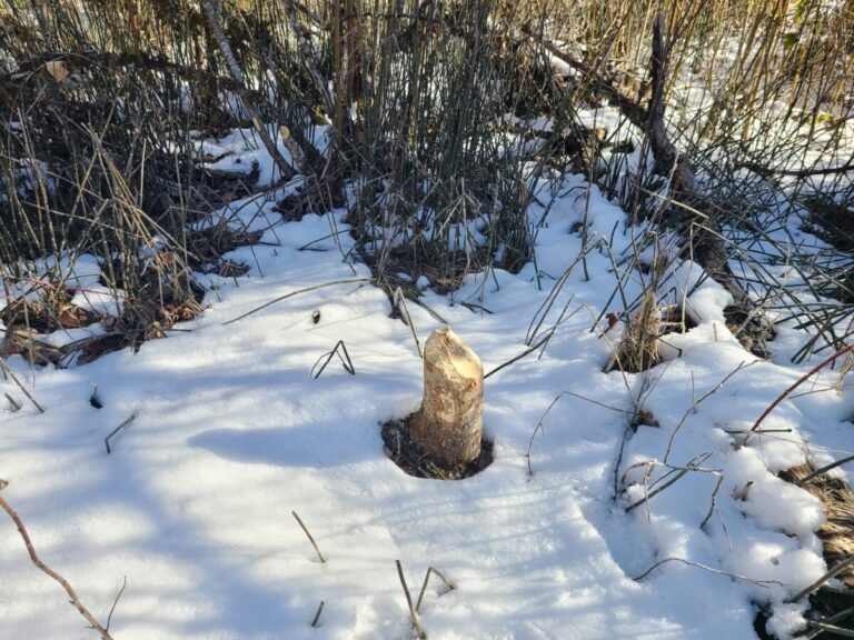 Beaver tree felling work.