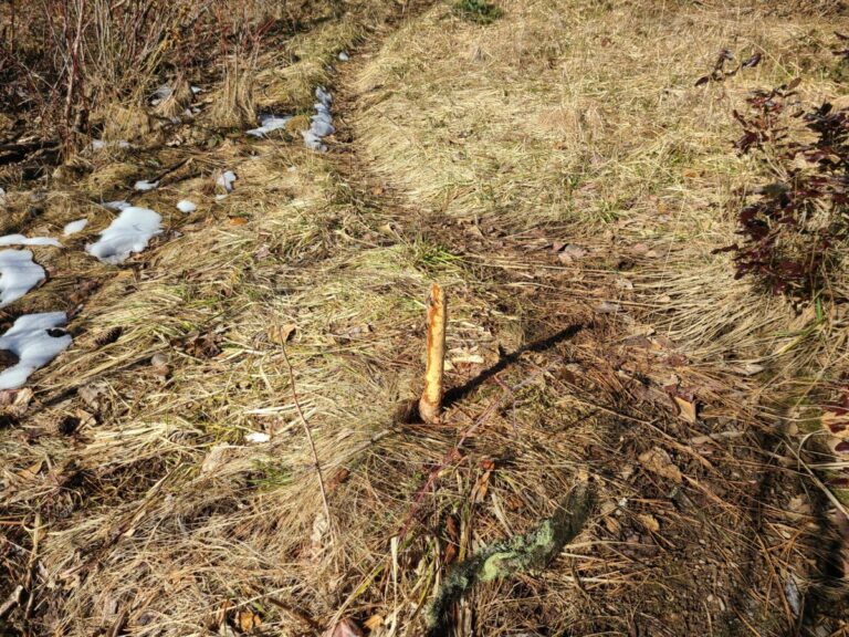 A smaller stem cut off and gnawed upon by a beaver. Beaver trail visible as well.