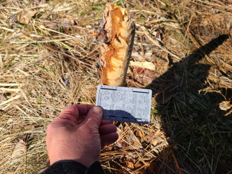 A smaller stem cut off and gnawed upon by a beaver.