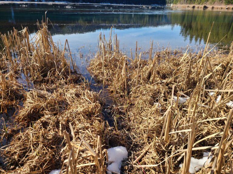A beaver travel way.