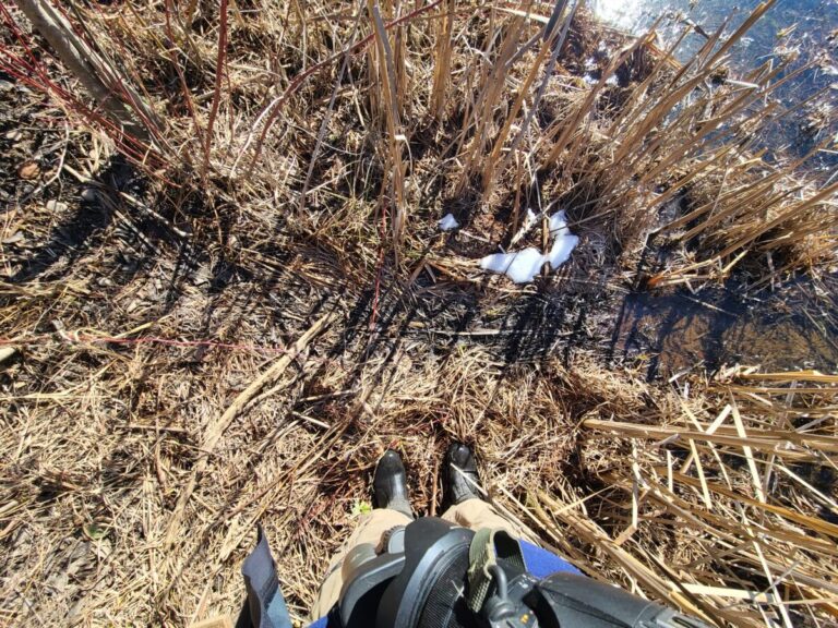 An American Beaver haul or travel path.