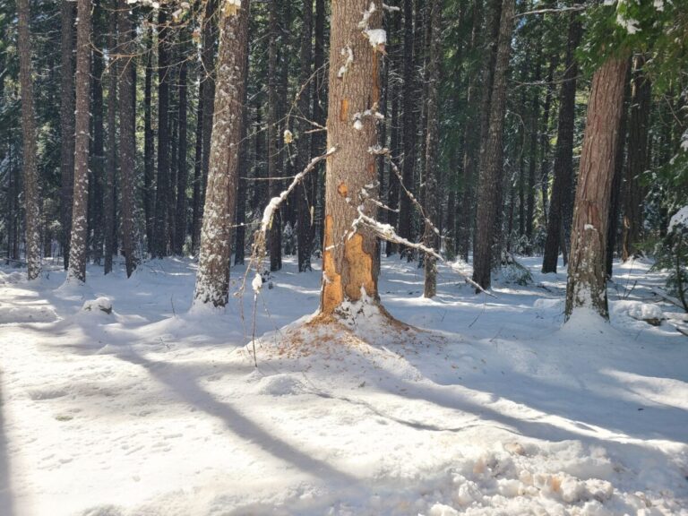 A broader view of the dead fir tree with the extensive excavation by a Pileated Woodpecker.